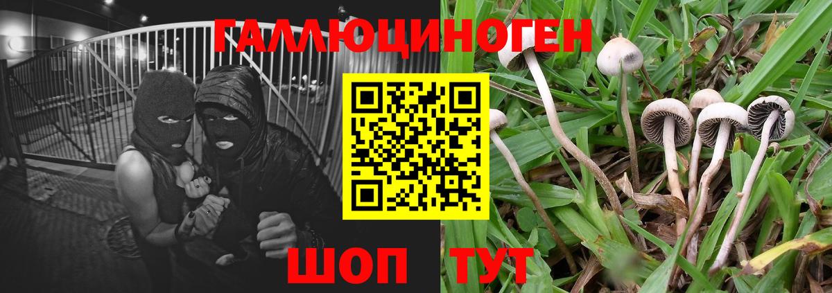 Галлюциногенные грибы Psilocybine cubensis Осинники